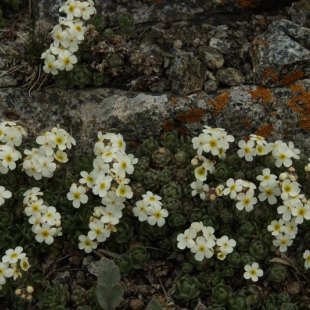 Androsace lehmannii